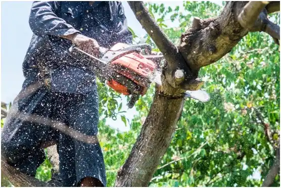 tree services Valley Mills